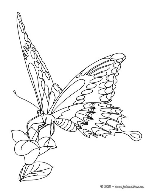 Coloriages-de-papillons-Papillon-pose-sur-une-fleur.jpg